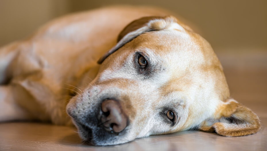 Bauchspeicheldrüsenentzündung beim Hund PURINA